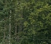 Продать Дачи, коттеджи, загородные дома Овражки садоводческое товарищество   