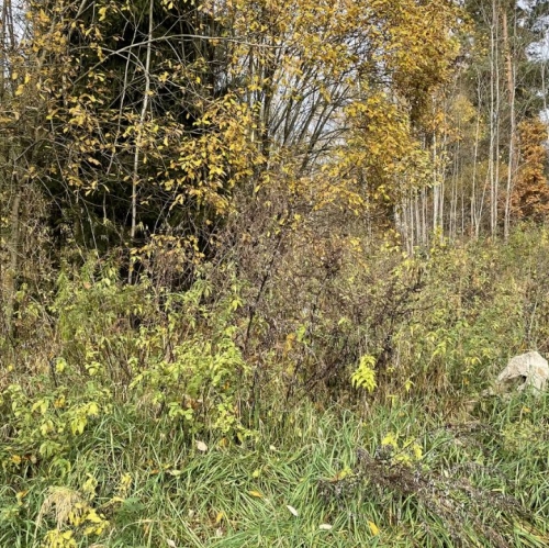 Земельный участок Клопово, 46Н-07164