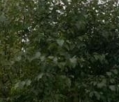 Продать Дачи, коттеджи, загородные дома Белоостров массив, Осинка СНТ, 137   