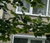 Продать Квартиры вторичка д. Лесколово, улица Красноборская, 11   