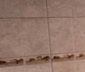 Сдать в аренду Квартиры вторичка Ракетный бульвар, 9К2   