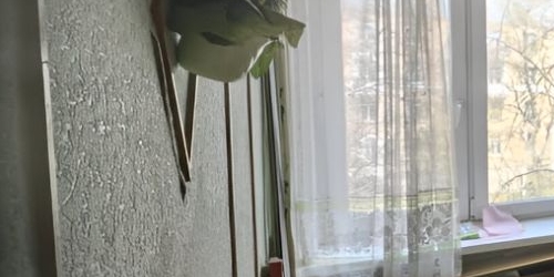 2-комн квартира Кронштадт, улица Всеволода Вишневского, 20/20