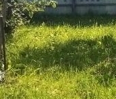 Продать Земельные участки, земля Вырица городской поселок   