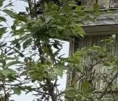 Продать Земельные участки, земля Механизатор СНТ, улица 3-я, 46   