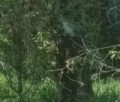 Продать Земельные участки, земля Учхоз садоводческий массив, Статор СНТ  27 