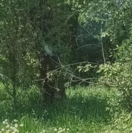 Продажа земли Учхоз садоводческий массив, Статор СНТ, д. 27 Продажа земли Учхоз садоводческий массив, Статор СНТ, д. 27