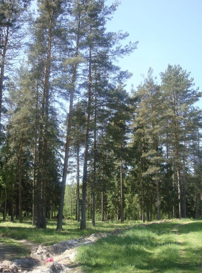 Продажа земли Толмачево городской поселок