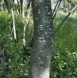 Продажа земли д. Юкки, аллея Еловая, 48А