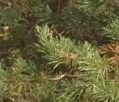 Продать Дачи, коттеджи, загородные дома Рахья СНТ   