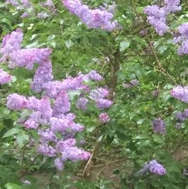 Аренда 2-комн квартиры на вторичном рынке Черная Речка мкр, Сертолово, 13 Аренда 2-комн квартиры на вторичном рынке Черная Речка мкр, Сертолово, 13