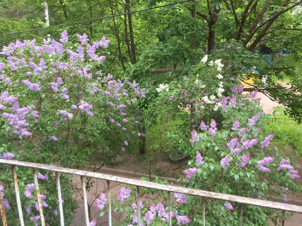 Аренда 2-комн квартиры на вторичном рынке Черная Речка мкр, Сертолово, 13