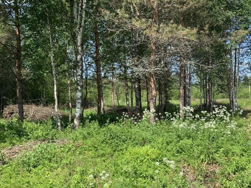 Продажа земли Дружная Горка пгт., Лесной пр-зд,  д. 9