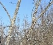 Продать Земельные участки, земля Вырица городской поселок, улица 1 Мая   