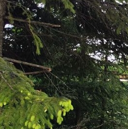 Продажа дома Коттеджный поселок Агалатово экопарк,  д. 18