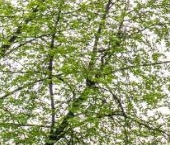 Продать Квартиры вторичка Каменноостровский проспект, 41   