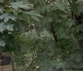 Продать Квартиры вторичка Камышовая улица, 52к1   