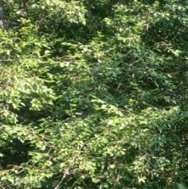 Продажа земли д. Сиголово, проезд Архитектурный Продажа земли д. Сиголово, проезд Архитектурный