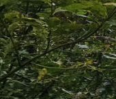 Продать Земельные участки, земля Петергоф, улица Широкая, 50А   