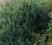 Продать Земельные участки, земля д. Лаголово, улица Советская, 22А   