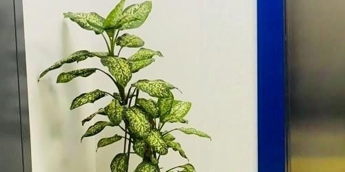 2-комн квартира проспект Медиков, 10к8