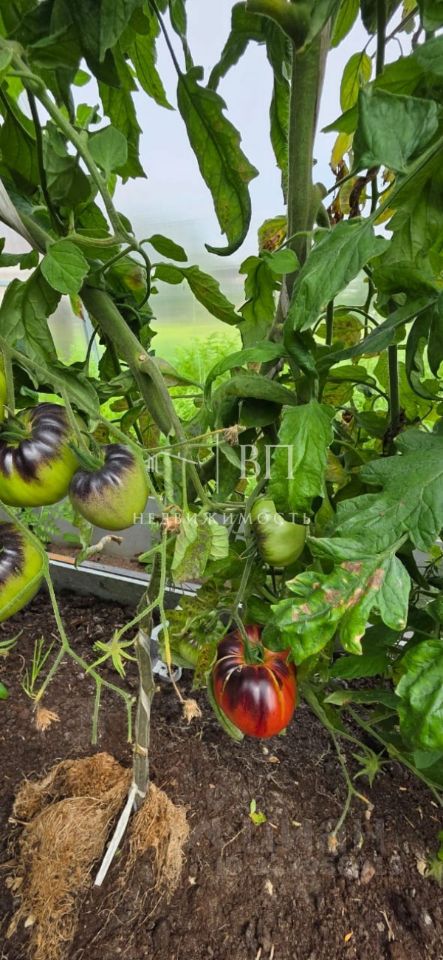 Продажа дома Новинка садоводческий массив, София СНТ