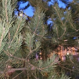 Продажа 1-комн квартиры на вторичном рынке Балашиха, Сосновая улица,  д. 4