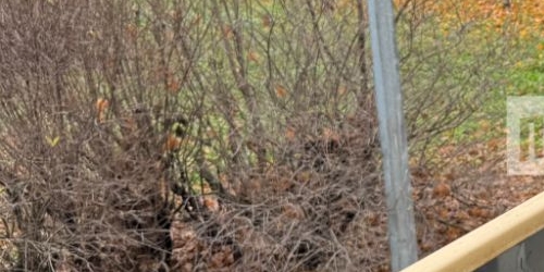 1-комн квартира Новоизмайловский проспект, 20К1