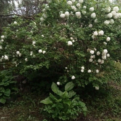 Коттедж/дом Красницы садоводческий массив