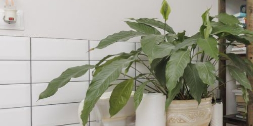 Студия улица Восстания, 40