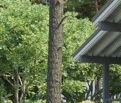 Продать Дачи, коттеджи, загородные дома д. Лесная, д. Мистолово, Образ Жизни ЖК   