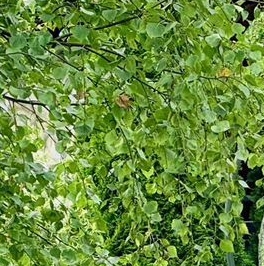 Продажа дома Павловск, Павловское-1 СНТ, 637