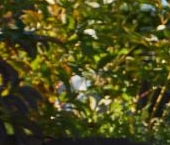 Продать Дачи, коттеджи, загородные дома Сосновские Озера-2 кп, улица Николая Носова   