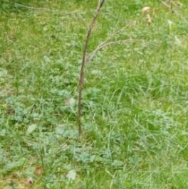 Продажа дома Восход садоводческий массив, 6-я линия, д. 52 Продажа дома Восход садоводческий массив, 6-я линия, д. 52