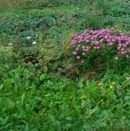 Продажа земли Спутник-2 СНТ