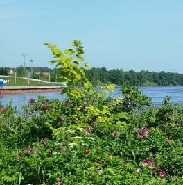 Продажа земли Поляна СНТ, улица Изумительная, д. 43 Продажа земли Поляна СНТ, улица Изумительная, д. 43