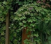 Продать Дачи, коттеджи, загородные дома Красницы садоводческий массив, Сияние садоводческое товарищество  136 