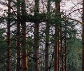 Продать Земельные участки, земля д. Мистолово, улица Главная   