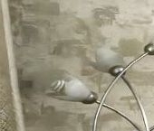 Сдать в аренду Квартиры вторичка улица Молодцова, 6   