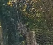 Продать Дачи, коттеджи, загородные дома Пери-2 СНТ   