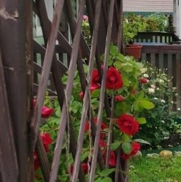 Продажа дома Ухта садоводческий массив, Белогорка СТ, проезд 6-й Пожарный Продажа дома Ухта садоводческий массив, Белогорка СТ, проезд 6-й Пожарный