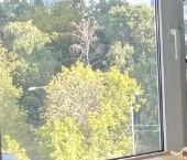 Сдать в аренду Квартиры вторичка Измайловское шоссе, 24К3   