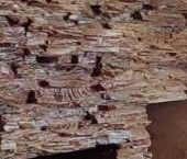 Продать Квартиры вторичка Горелово тер., шоссе Красносельское, 54к3   