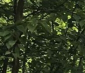 Продать Дачи, коттеджи, загородные дома Сады имени Володарского СНТ  167 