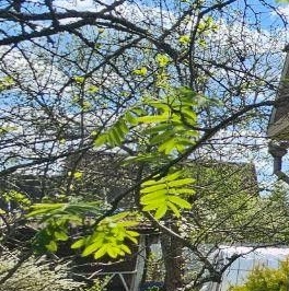 Продажа дома Дивенская садоводческий массив, Дивенское СТ, д. 293 Продажа дома Дивенская садоводческий массив, Дивенское СТ, д. 293