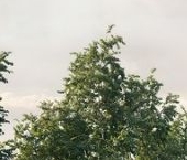 Продать Земельные участки, земля пос. Тарасово, переулок Монетный   