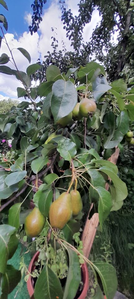 Продажа дома д. Капитолово, 8
