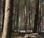 Продать Земельные участки, земля Лес кп, 7   