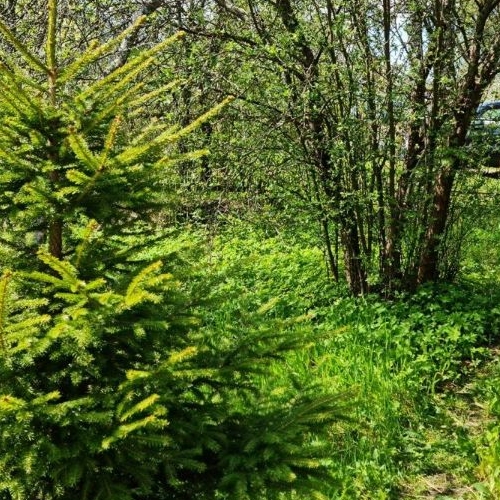 Коттедж/дом Вырица городской поселок