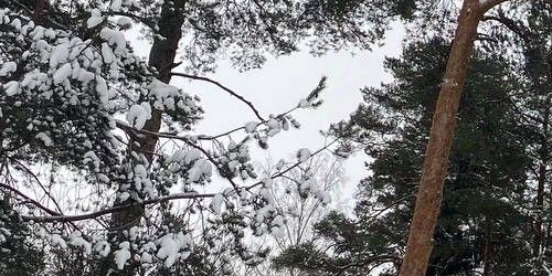 Студия Сестрорецк, проспект Тарховский, 24В