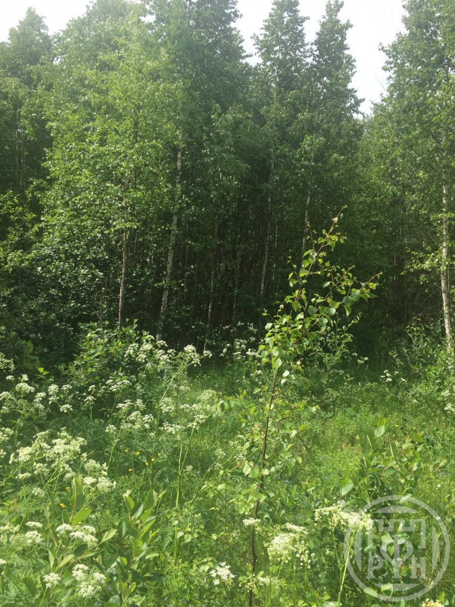Продажа земли Проба дер.